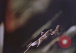 Image of ballistics analysis by FBI Washington DC USA, 1969, second 38 stock footage video 65675075430