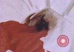 Image of crime laboratory analyst United States USA, 1969, second 8 stock footage video 65675075434