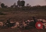Immagine di Soldati montagnard Bu Gia Vietnam, 1963, secondo 15 filmato di repertorio 65675075481