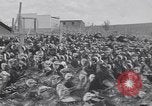 Standbild gobbler Puten Colorado Springs Colorado USA, 1930, aus Sekunde 17 historischem Filmmaterial Videoclip 65675075494