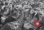 Standbild gobbler Puten Colorado Springs Colorado USA, 1930, aus Sekunde 24 historischem Filmmaterial Videoclip 65675075494