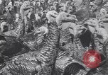 Standbild gobbler Puten Colorado Springs Colorado USA, 1930, aus Sekunde 25 historischem Filmmaterial Videoclip 65675075494