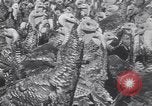 Standbild gobbler Puten Colorado Springs Colorado USA, 1930, aus Sekunde 27 historischem Filmmaterial Videoclip 65675075494