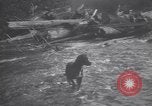 Standbild Hund Izaak Walton Port Angeles Washington USA, 1931, aus Sekunde 31 historischem Filmmaterial Videoclip 65675075503