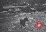 Standbild Hund Izaak Walton Port Angeles Washington USA, 1931, aus Sekunde 32 historischem Filmmaterial Videoclip 65675075503