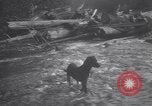 Standbild Hund Izaak Walton Port Angeles Washington USA, 1931, aus Sekunde 33 historischem Filmmaterial Videoclip 65675075503