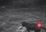 Standbild Hund Izaak Walton Port Angeles Washington USA, 1931, aus Sekunde 41 historischem Filmmaterial Videoclip 65675075503