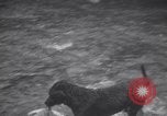 Standbild Hund Izaak Walton Port Angeles Washington USA, 1931, aus Sekunde 42 historischem Filmmaterial Videoclip 65675075503