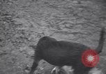 Standbild Hund Izaak Walton Port Angeles Washington USA, 1931, aus Sekunde 43 historischem Filmmaterial Videoclip 65675075503