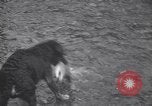 Standbild Hund Izaak Walton Port Angeles Washington USA, 1931, aus Sekunde 44 historischem Filmmaterial Videoclip 65675075503