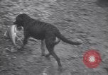 Standbild Hund Izaak Walton Port Angeles Washington USA, 1931, aus Sekunde 45 historischem Filmmaterial Videoclip 65675075503