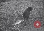 Standbild Hund Izaak Walton Port Angeles Washington USA, 1931, aus Sekunde 46 historischem Filmmaterial Videoclip 65675075503
