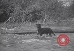 Standbild Hund Izaak Walton Port Angeles Washington USA, 1931, aus Sekunde 49 historischem Filmmaterial Videoclip 65675075503