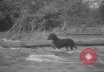Standbild Hund Izaak Walton Port Angeles Washington USA, 1931, aus Sekunde 50 historischem Filmmaterial Videoclip 65675075503
