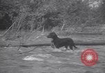 Standbild Hund Izaak Walton Port Angeles Washington USA, 1931, aus Sekunde 51 historischem Filmmaterial Videoclip 65675075503