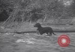 Standbild Hund Izaak Walton Port Angeles Washington USA, 1931, aus Sekunde 52 historischem Filmmaterial Videoclip 65675075503