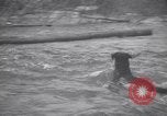Standbild Hund Izaak Walton Port Angeles Washington USA, 1931, aus Sekunde 55 historischem Filmmaterial Videoclip 65675075503