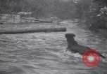 Standbild Hund Izaak Walton Port Angeles Washington USA, 1931, aus Sekunde 56 historischem Filmmaterial Videoclip 65675075503