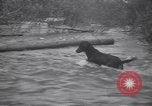 Standbild Hund Izaak Walton Port Angeles Washington USA, 1931, aus Sekunde 57 historischem Filmmaterial Videoclip 65675075503