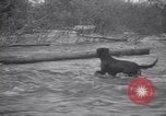 Standbild Hund Izaak Walton Port Angeles Washington USA, 1931, aus Sekunde 58 historischem Filmmaterial Videoclip 65675075503