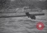 Standbild Hund Izaak Walton Port Angeles Washington USA, 1931, aus Sekunde 59 historischem Filmmaterial Videoclip 65675075503