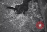 Standbild Hund Izaak Walton Port Angeles Washington USA, 1931, aus Sekunde 60 historischem Filmmaterial Videoclip 65675075503