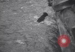 Standbild Hund Izaak Walton Port Angeles Washington USA, 1931, aus Sekunde 62 historischem Filmmaterial Videoclip 65675075503