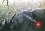 Image of Montagnard soldiers Pleiku South Vietnam, 1969, second 39 stock footage video 65675075556
