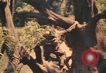 Image Montagnard soldats Pleiku Sud Vietnam, 1969, de la seconde 22 séquences d'archives historiques vidéo 65675075558