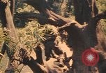 Image Montagnard soldats Pleiku Sud Vietnam, 1969, de la seconde 23 séquences d'archives historiques vidéo 65675075558