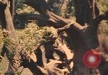 Image Montagnard soldats Pleiku Sud Vietnam, 1969, de la seconde 24 séquences d'archives historiques vidéo 65675075558