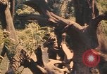 Image Montagnard soldats Pleiku Sud Vietnam, 1969, de la seconde 25 séquences d'archives historiques vidéo 65675075558