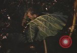 Image of United States pilot Vietnam, 1967, second 42 stock footage video 65675075564