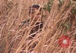 Image of United States pilot Vietnam, 1967, second 6 stock footage video 65675075567
