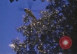 Image of United States pilot Vietnam, 1967, second 31 stock footage video 65675075567