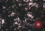 Image of United States pilot Vietnam, 1967, second 38 stock footage video 65675075567