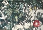 Image of Vietnamese man Vietnam, 1967, second 1 stock footage video 65675075568