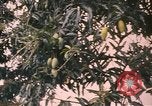 Image of Vietnamese man Vietnam, 1967, second 3 stock footage video 65675075568