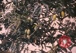 Image of Vietnamese man Vietnam, 1967, second 4 stock footage video 65675075568
