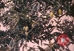 Image of Vietnamese man Vietnam, 1967, second 5 stock footage video 65675075568