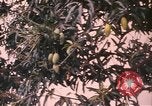 Image of Vietnamese man Vietnam, 1967, second 6 stock footage video 65675075568