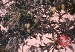 Image of Vietnamese man Vietnam, 1967, second 7 stock footage video 65675075568