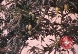 Image of Vietnamese man Vietnam, 1967, second 8 stock footage video 65675075568