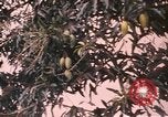 Image of Vietnamese man Vietnam, 1967, second 9 stock footage video 65675075568