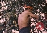 Image of Vietnamese man Vietnam, 1967, second 19 stock footage video 65675075568