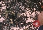 Image of Vietnamese man Vietnam, 1967, second 20 stock footage video 65675075568