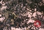 Image of Vietnamese man Vietnam, 1967, second 21 stock footage video 65675075568