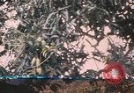 Image of Vietnamese man Vietnam, 1967, second 22 stock footage video 65675075568