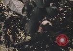 Image of Vietnamese man Vietnam, 1967, second 23 stock footage video 65675075568