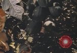 Image of Vietnamese man Vietnam, 1967, second 25 stock footage video 65675075568